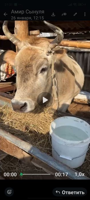 Продам двух дойных коров