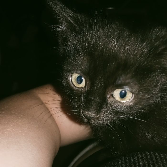 Отдам 3 котят в добрые руки