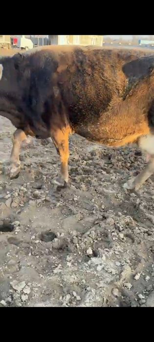 Алатау сиырлар сатылады