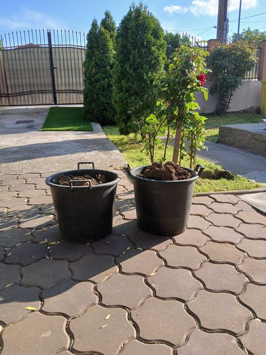 Ghiveci plante .flori