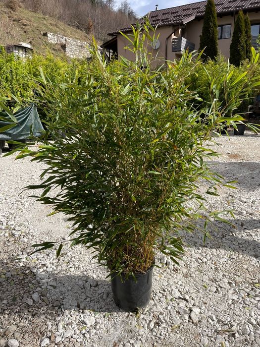 Spirală. bambus. Buxus.