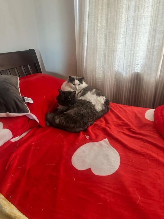 Adopție București – TIMUR & ZUZA