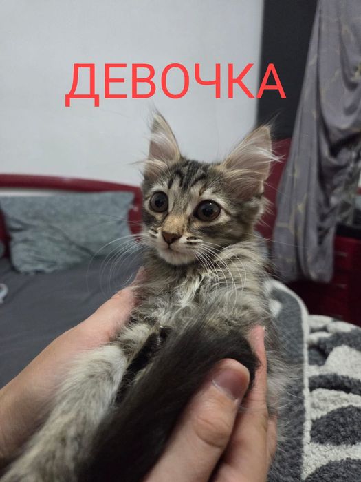 Отдам добрые руки