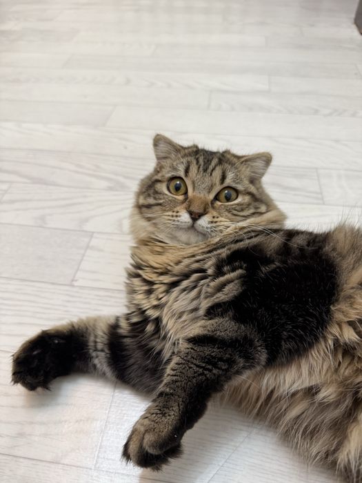 Кошка Британская