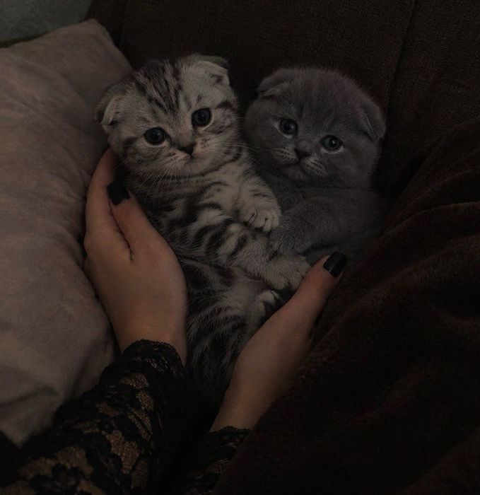 Шотландские вислоухие девочки
