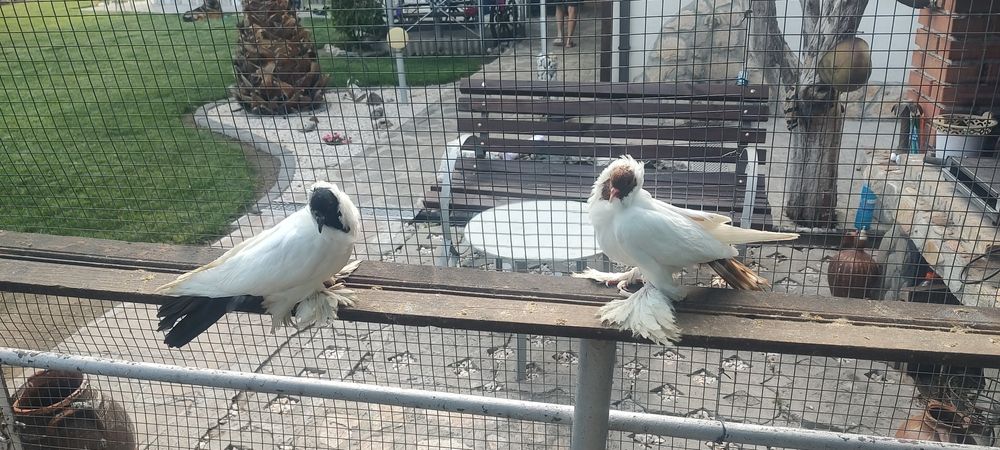 Гълъби шмалханденски монахини шмалканденски