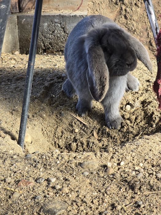 Vand iepurii berbec german