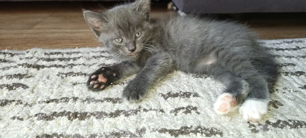 Котенок мальчик отдам