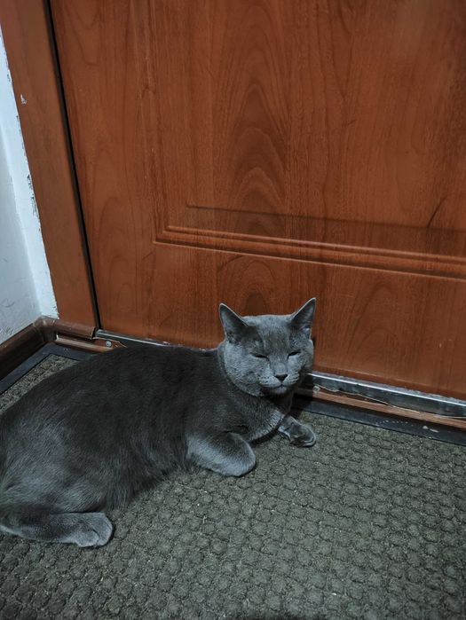 Отдам кота в хорошие руки