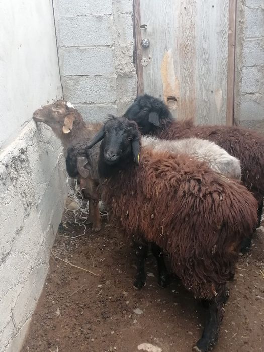 Семиз серкелер..