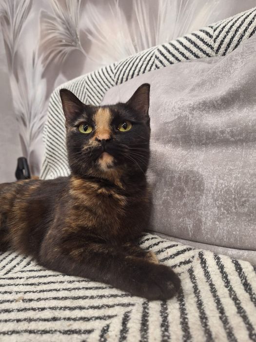 Отдам шикарную кошечку