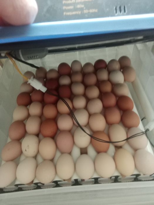 Продаи домашних цыплят