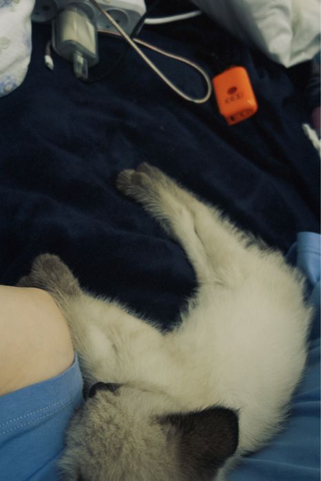 Продам кота мальчик  срочно