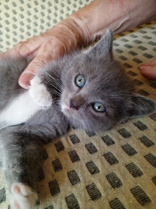 Отдам 3 серых котят в добрые руки