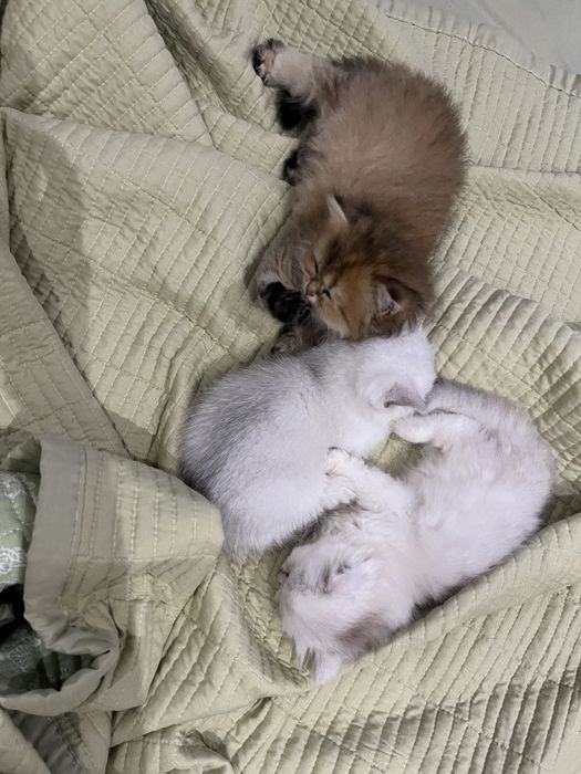 Британские котята