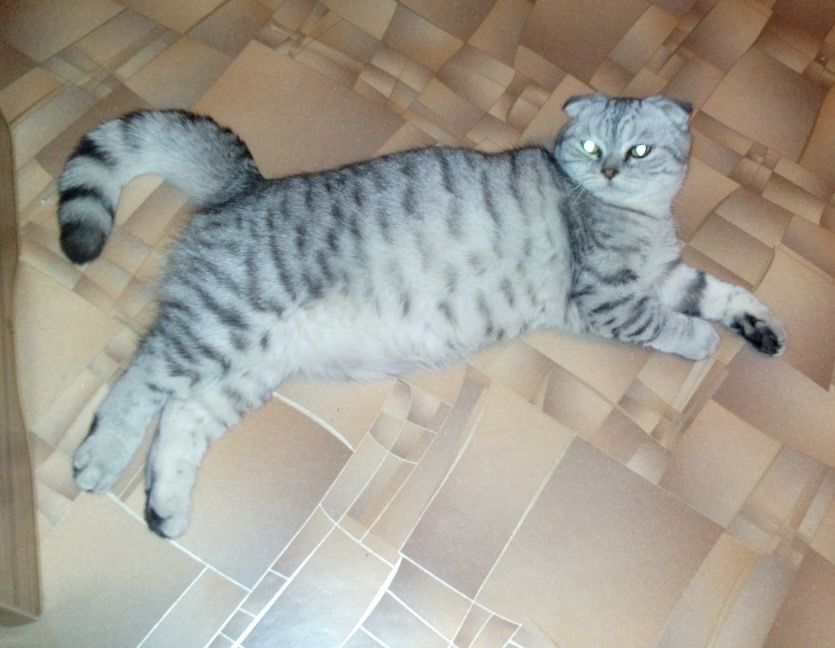 Вислоухие котята моаморные очень красивые