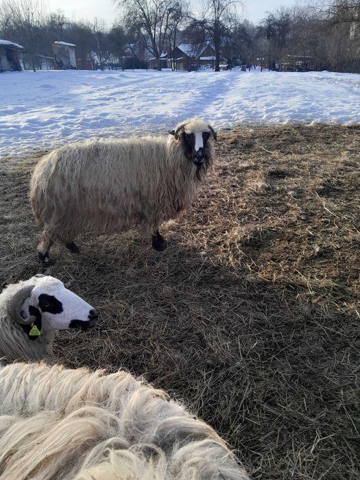 Vând       cinci  oi