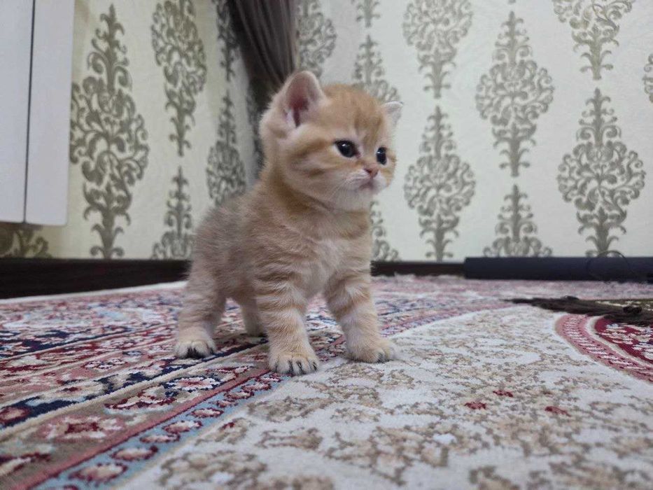 Котенок Scotish straight от чистокровных родителей