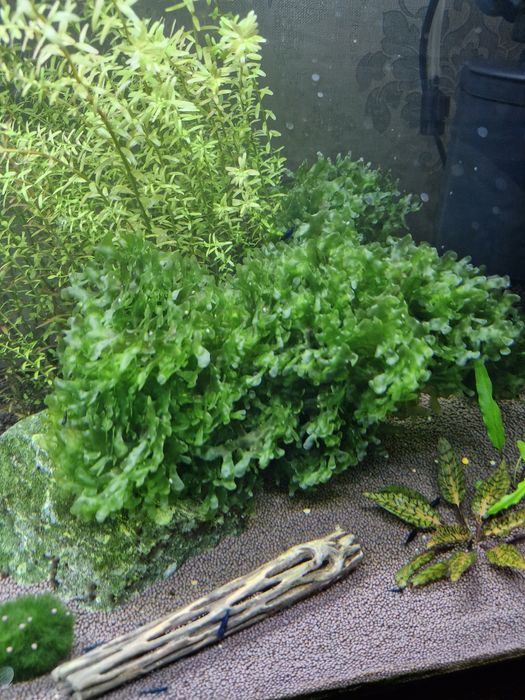 Аквариум. Креветочник.