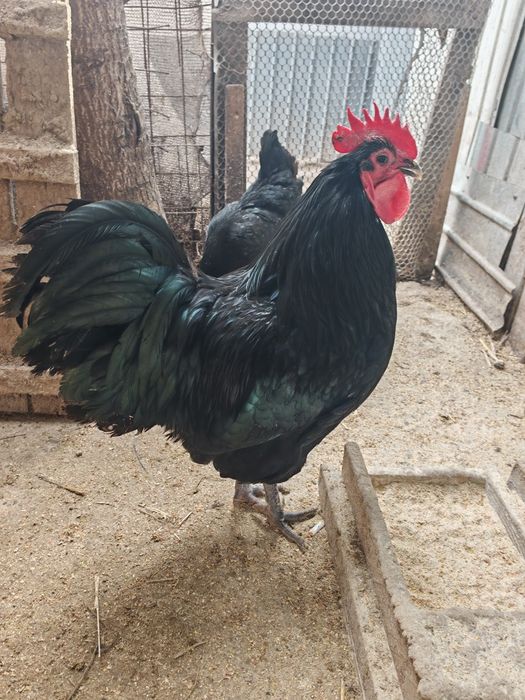 Vând ouă pentru incubat pe comanda.