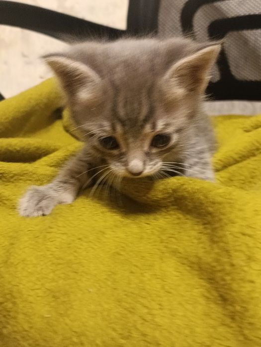 Котята в хорошие руки