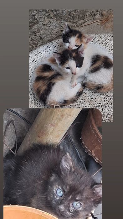 Ofer spre adoptie pisicuțe