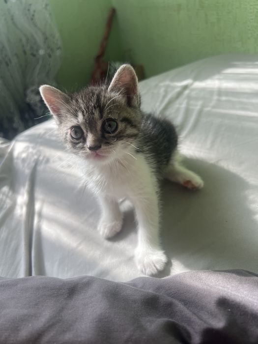 Девочка 1,5 месяца