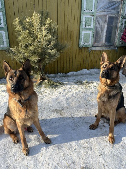 Щенки немецкая овчарка