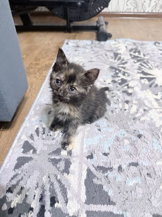 Котята даром ,два мпльчика одна девочка