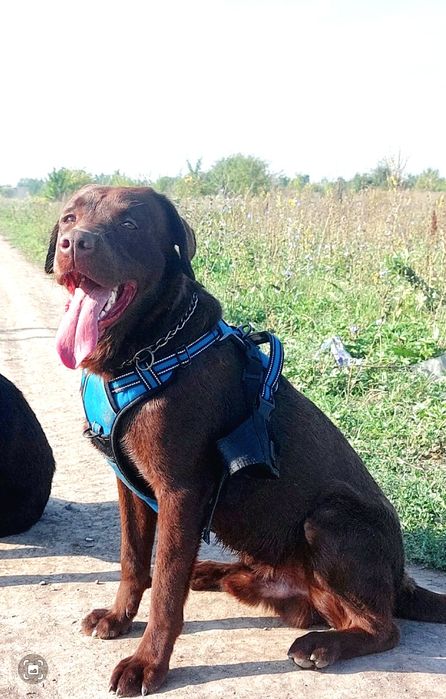 Кобель лабрадора ретривера.Вязка