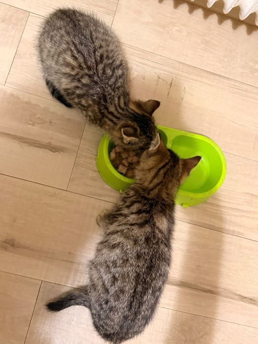Ofer spre adopție!!!
