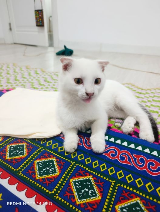 Котенок в добрые руки