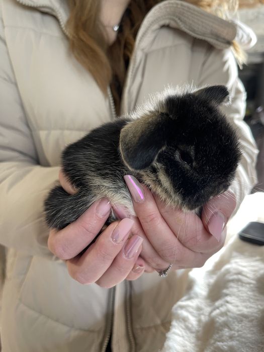 Iepurași pitici Holland lop mini lop berbec pitic