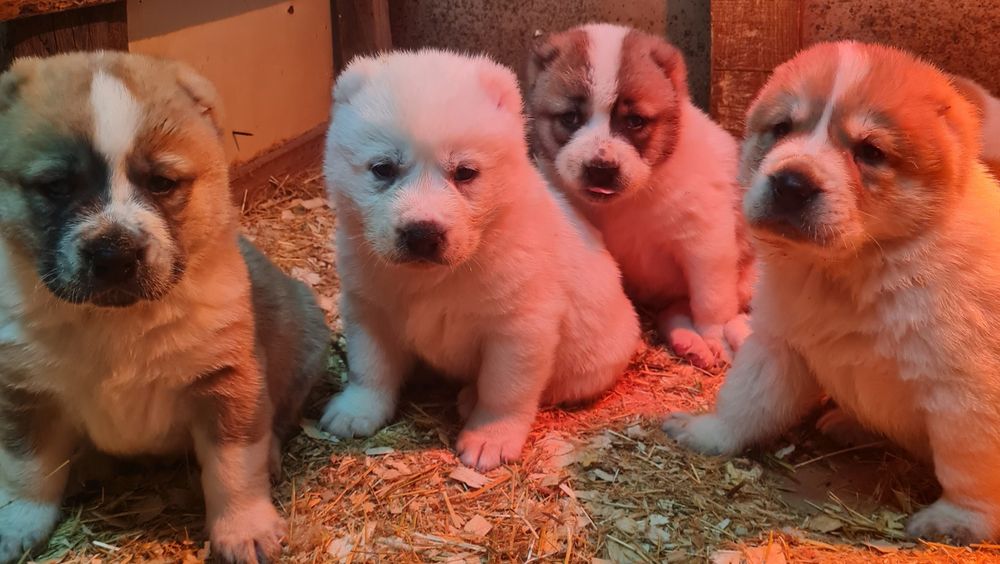 Щенки САО (Алабай)