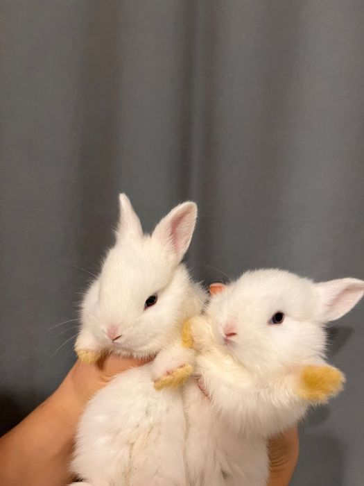 Продам декаративных кроликов