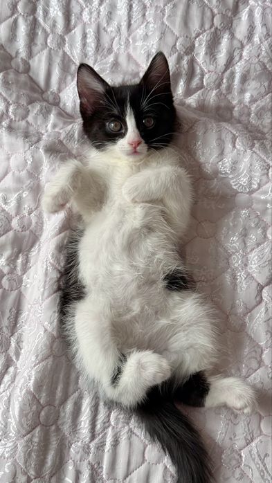 Красивый котенок.