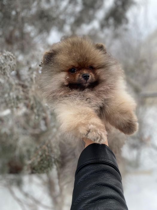 Продаётся шикарный малыш