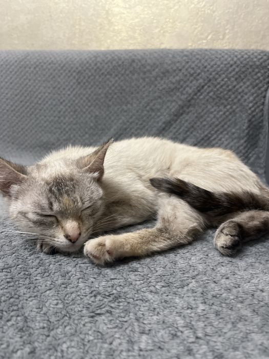 Кошка 3-4 месячная