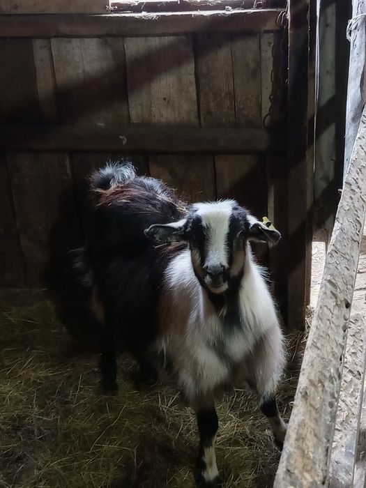 Продам.    коз, козла