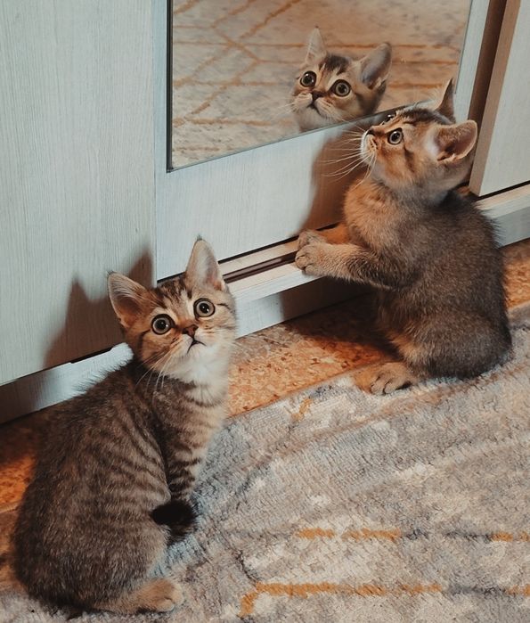 Элитные Котята от Шиншиллы