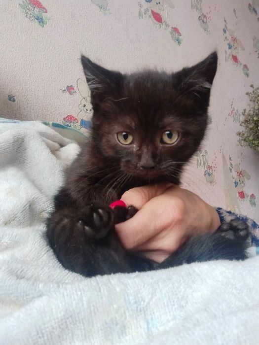 Котята в хорошие руки