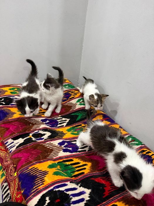 Кошка с котятами