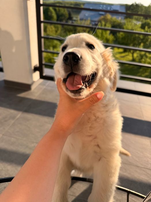 Vând pui golden retriever mascul- cu pedigree