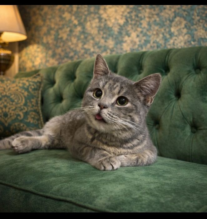 Кот и кошки в поисках семьи