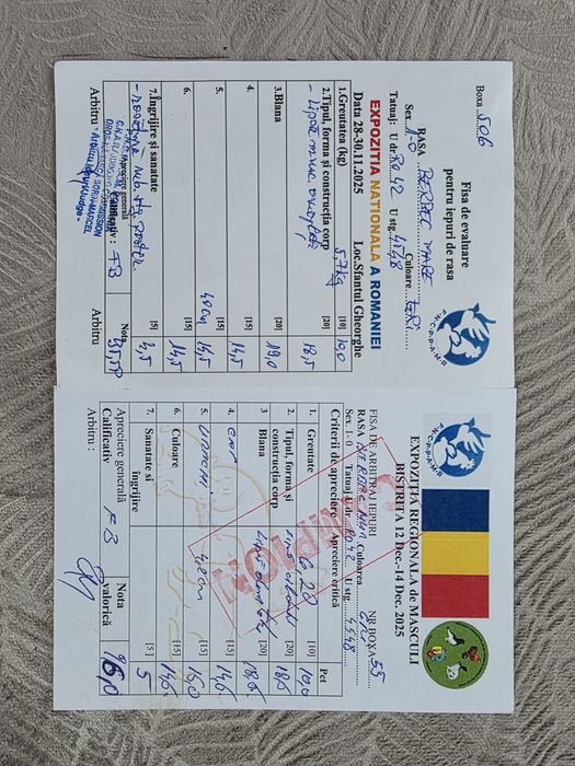 Mascul berbec german