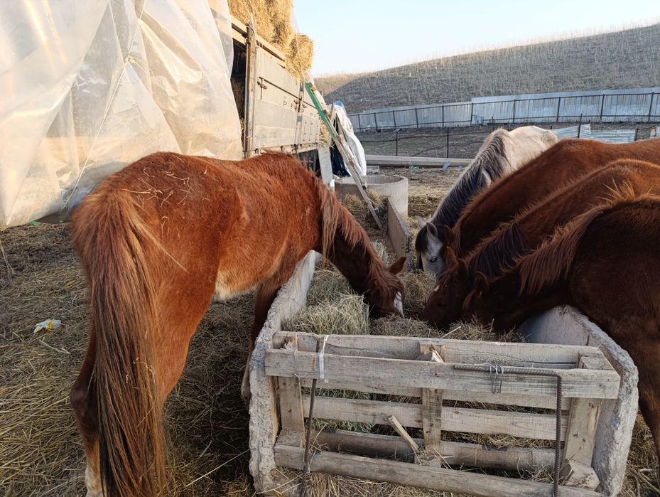 Продам лошадей, 3 кобыла, 2 жеребец