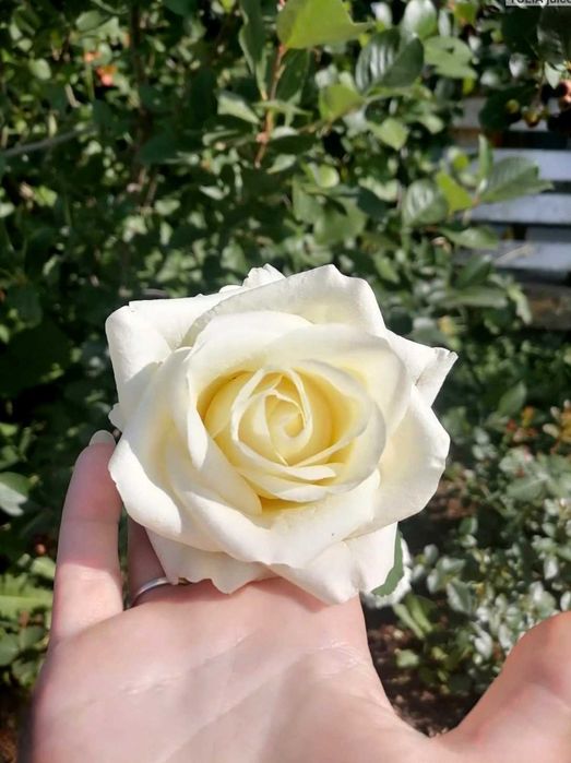 Продам розы разные