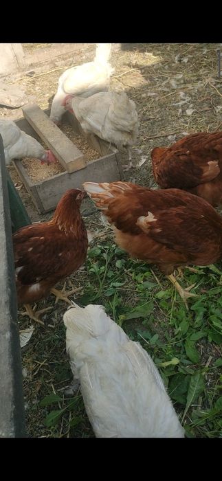 Яйца домашние Майкудук