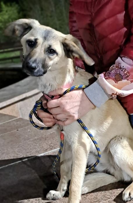 ПОДАРЮ ЩЕНЯТ...Подарим счастье в дом