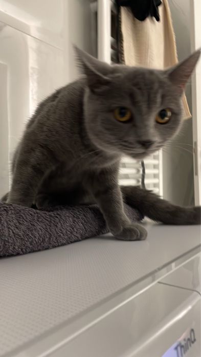 Vând pisică British Short Hair 3 ani